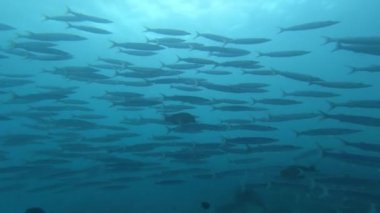Su altında yiyecek aramak için mavi arka planda bulunan ton balığı sürüsü..