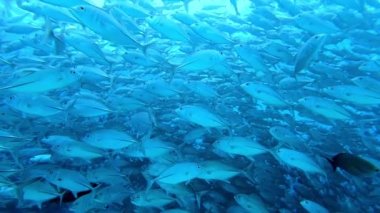Su altında yiyecek aramak için mavi arka planda bulunan ton balığı sürüsü..