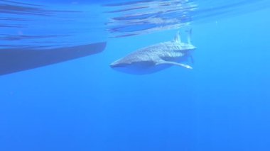 Büyük balina köpekbalığı Rhincodon tipus Maldivler 'de botun arkasında plancton besleniyor.