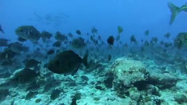 Sekolah ikan tuna dengan latar belakang biru laut bawah air untuk mencari makanan. — Stok Video