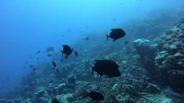School van tonijn op blauwe achtergrond van de oceaan onderwater op zoek naar voedsel. — Stockvideo