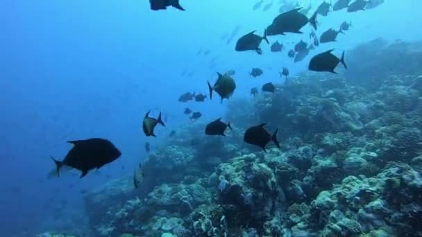 Escola de atum no fundo azul do mar subaquático em busca de comida. — Vídeo de Stock