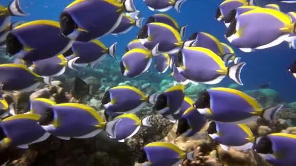 Skolan av vackra blå fisk på bakgrund röda koraller under vattnet i havet i Maldiverna. — Stockvideo