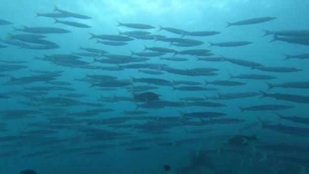 Escuela de atún sobre fondo azul del mar bajo el agua en busca de alimentos. — Vídeos de Stock