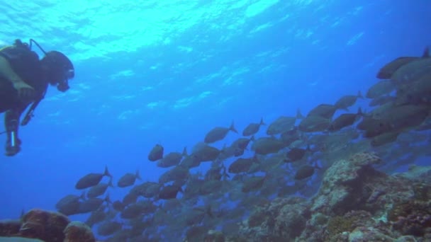 モルディブの海に潜る紅サンゴを背景に美しい青い魚の群れ. — ストック動画