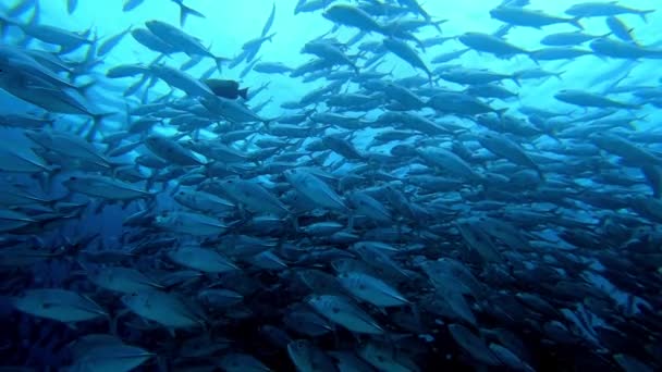 Школа тунца на синем фоне моря под водой в поисках пищи. — стоковое видео