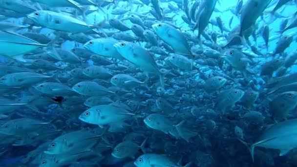 Escuela de atún sobre fondo azul del mar bajo el agua en busca de alimentos. — Vídeos de Stock