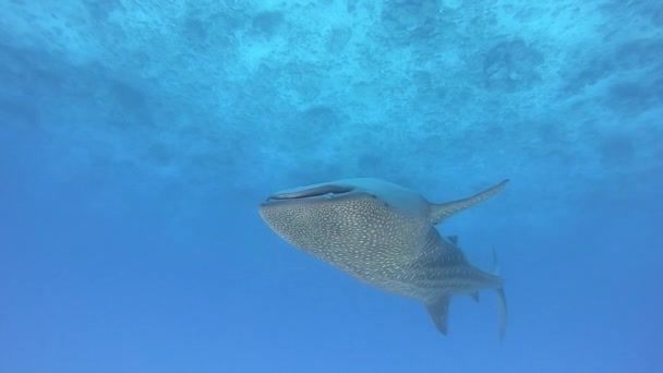 Storvalhaj Rhincodon typus livnär sig på planka bakom båten i Maldiverna — Stockvideo