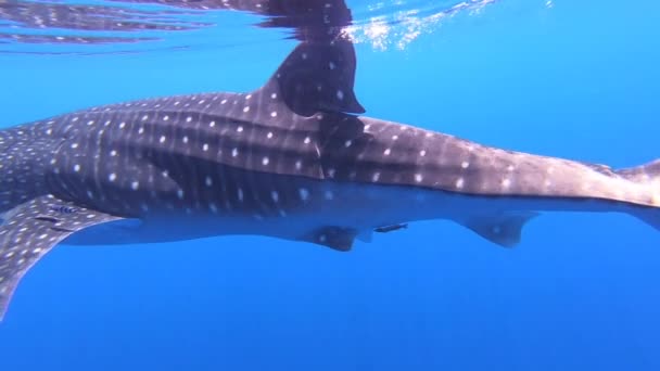 Velká velryba žralok Rhincodon typus krmení na plancton za lodí na Maledivách — Stock video