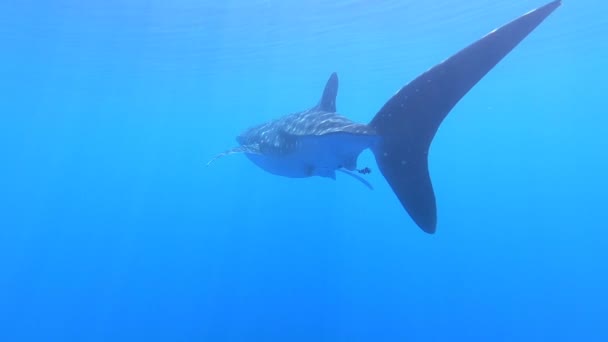 Большая китовая акула магнат Rhincodon питается планктоном за лодкой на Мальдивах — стоковое видео