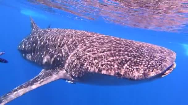 Grande squalo balena Rhincodon typus nutrendosi di plancton dietro la barca alle Maldive — Video Stock