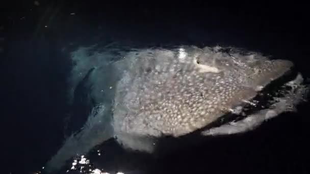 Tiburón ballena grande Rhincodon typus alimentándose de plancton detrás del barco por la noche en Maldivas — Vídeos de Stock