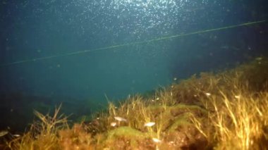 Yucatan Meksika 'da mağara dalışı.