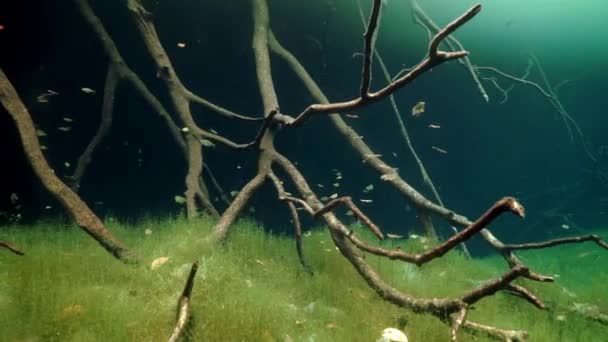 Jaskinia nurkowanie pod wodą w Yucatan Meksyk cenotes. — Wideo stockowe