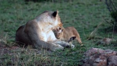 Bir aslan sürüsü Afrika 'nın bozkırlarında safaride oturuyor..