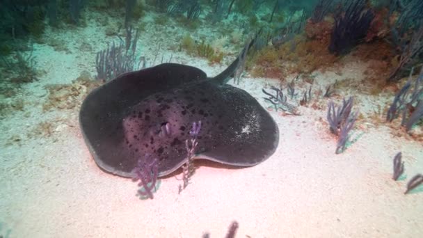 A stingray sits on seafloor before swimming away. — Stock Video