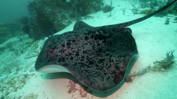 Eine Kamerafahrt eines Stachelrochens, der über das Meer schwimmt. — Stockvideo