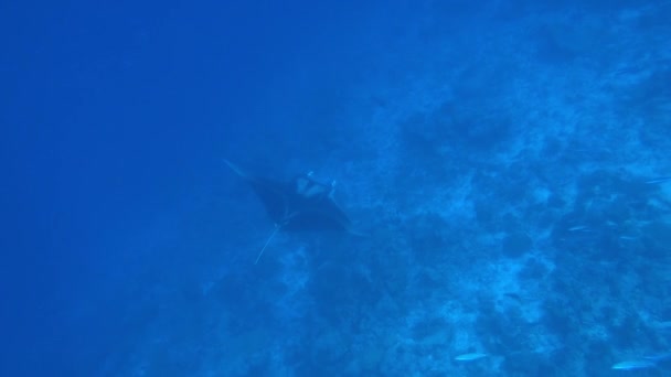 Birostris gigantes de Manta Ray oceánicos negros que se alimentan flotando sobre un fondo de agua azul — Vídeo de stock