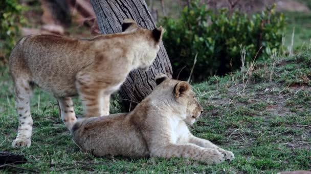 Een trots leeuwen zit op de savanne vlakten van Afrika op safari. — Stockvideo