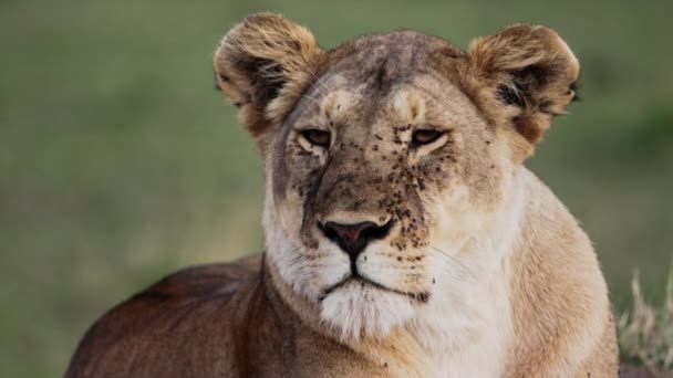 Een trots leeuwen zit op de savanne vlakten van Afrika op safari. — Stockvideo