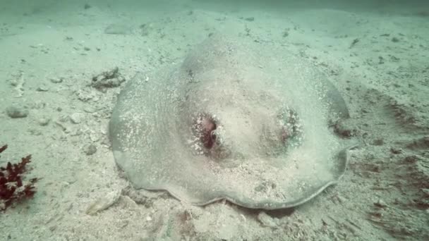 Stachelrochen schwimmt nach Filterung des Bodens weg. — Stockvideo