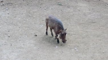 Yaban domuzu ailesi arıyor.