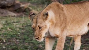 Bir aslan sürüsü Afrika 'nın bozkırlarında safaride oturuyor..