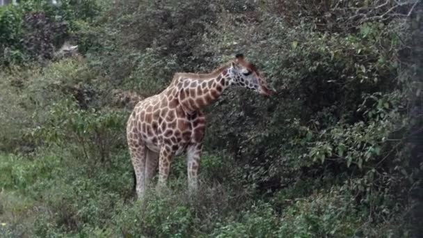 Retrato de cerca de la jirafa Giraffa camelopardalis en Kenia. — Vídeos de Stock