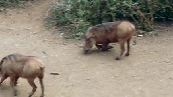 Familia jabalí buscar pienso en — Vídeos de Stock