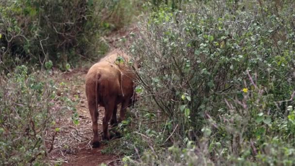 Wild boar family search feed in — Stock Video