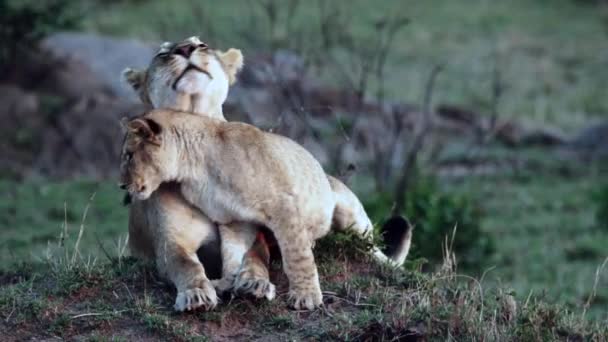 En stolthet av lejon sitter på savannslätterna i Afrika på safari. — Stockvideo