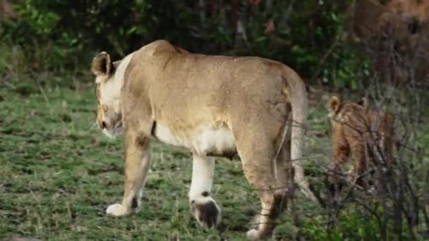 Duma lwów siedzi na sawannach równin Afryki na safari. — Wideo stockowe