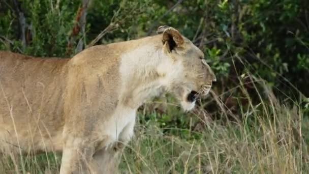 Een trots leeuwen zit op de savanne vlakten van Afrika op safari. — Stockvideo