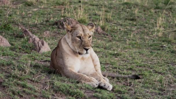 ライオンの誇りはサファリにアフリカのサバンナ平野に座っています. — ストック動画