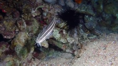 İki çizgili raphael yayın balığı deniz tabanında yüzüyor..