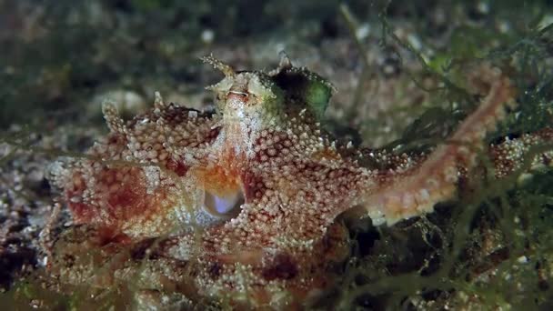 Une pieuvre de récif camouflée au repos sur le fond marin — Video