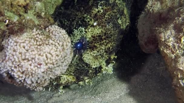 Grandes peces marrones verdes y negros escondidos en una cueva — Vídeo de stock