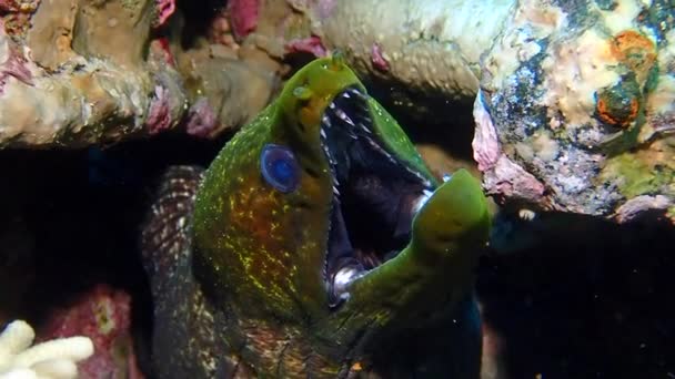 Roter Seeaal versteckt sich mit offenem Maul in einer Höhle. — Stockvideo