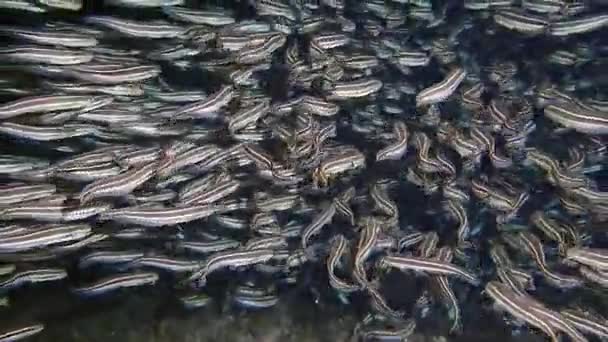 一群有许多条纹的拉菲尔鲶鱼 — 图库视频影像