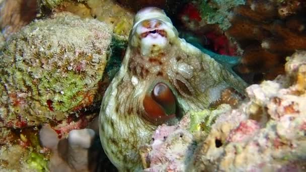 Een close-up van een grote stekelige groene rif octopus — Stockvideo