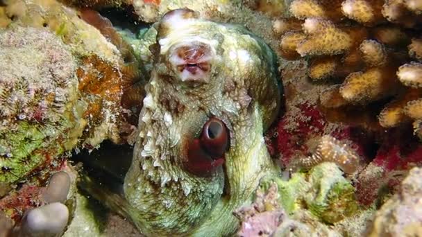 Een grote gecamoufleerde rif octopus zittend in een rif — Stockvideo