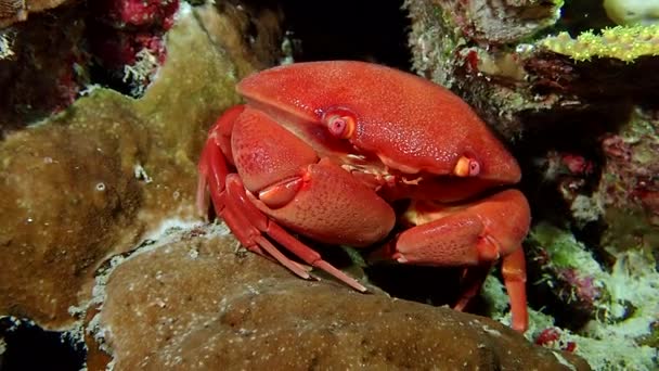 A bright red convex reef crab slowly moving across — Stock Video