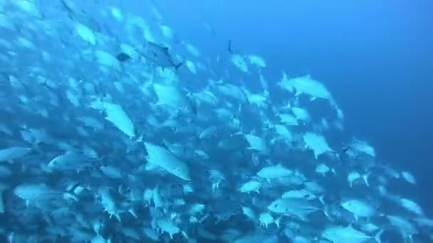 Escuela de atún sobre fondo azul del mar bajo el agua en busca de alimentos. — Vídeos de Stock