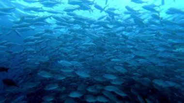 Su altında yiyecek aramak için mavi arka planda bulunan ton balığı sürüsü..