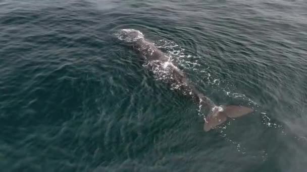 Una toma aérea de una ballena chorreando agua de nuevo. — Vídeo de stock