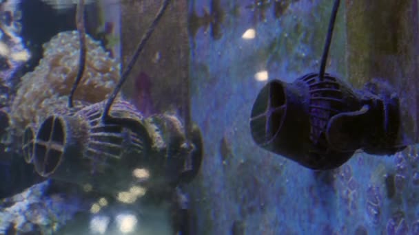 School of Fish in Oceanarium, Deep Underwater World Panoramic View — стокове відео