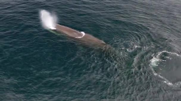 Un grand rorqual commun plongeant lentement sous l'eau — Video