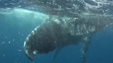 Dalgıç Pasifik Okyanusu 'nda baldır kamburu ile oynuyor..