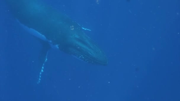 Горбатые киты под водой в Тихом океане. — стоковое видео