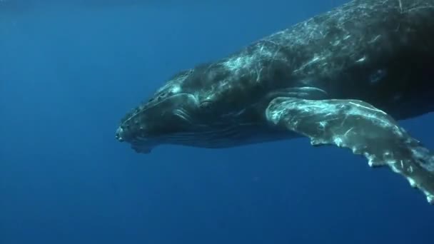 Velryba pod vodou v Tichém oceánu. — Stock video